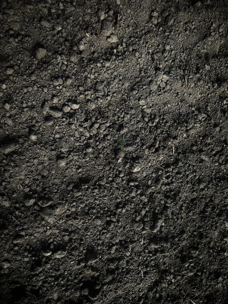 All You Need to Know About Perlite: the Versatile Growing Medium